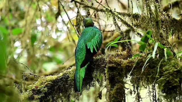 Quetzal Cabecidorado - ML616348335