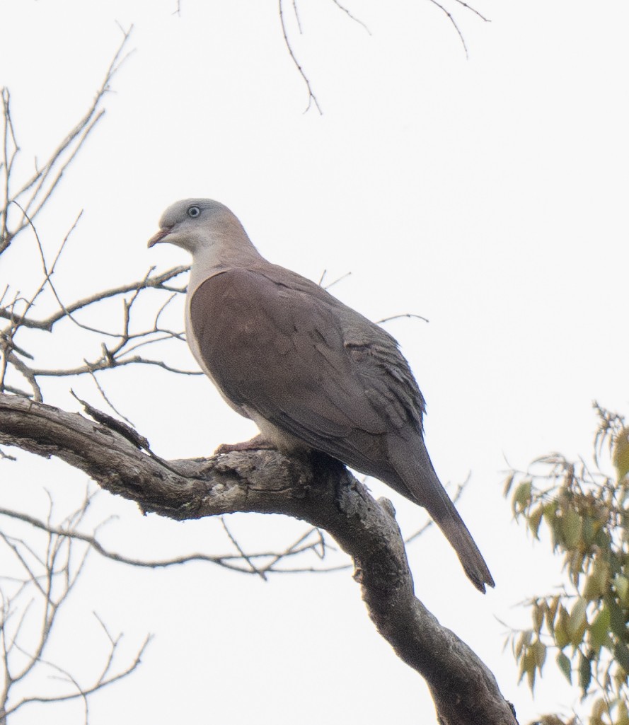 Mountain Imperial-Pigeon - ML616348484