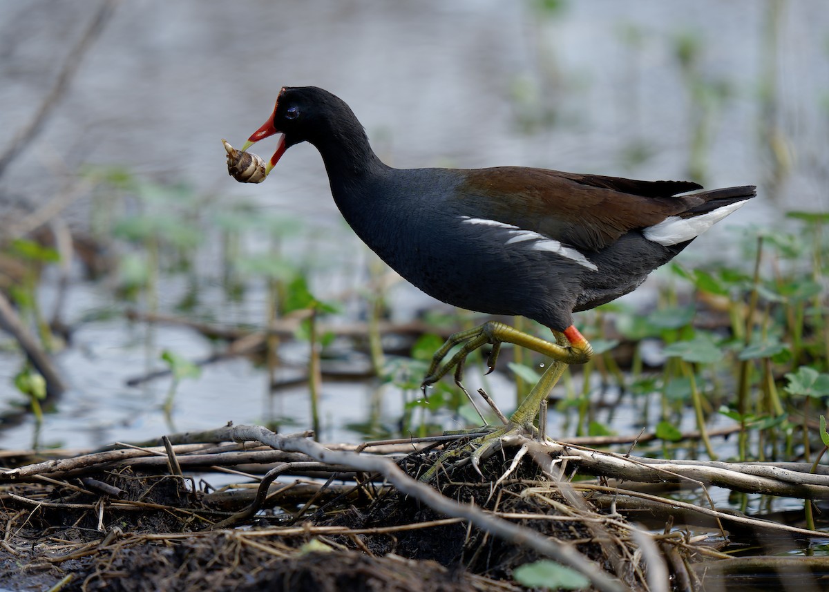 eBird Checklist - 22 Mar 2024 - Brazos Bend SP (UTC 117) - 59 species