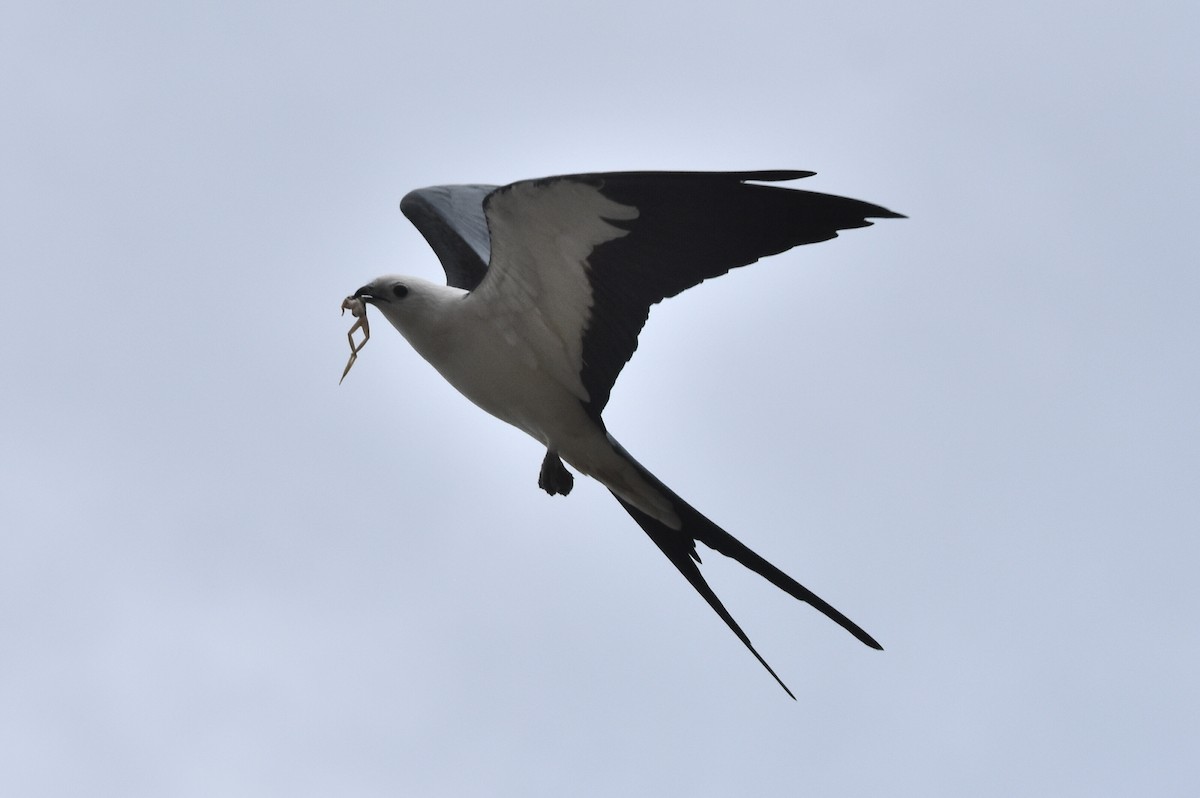Swallow-tailed Kite - Nathan Langwald