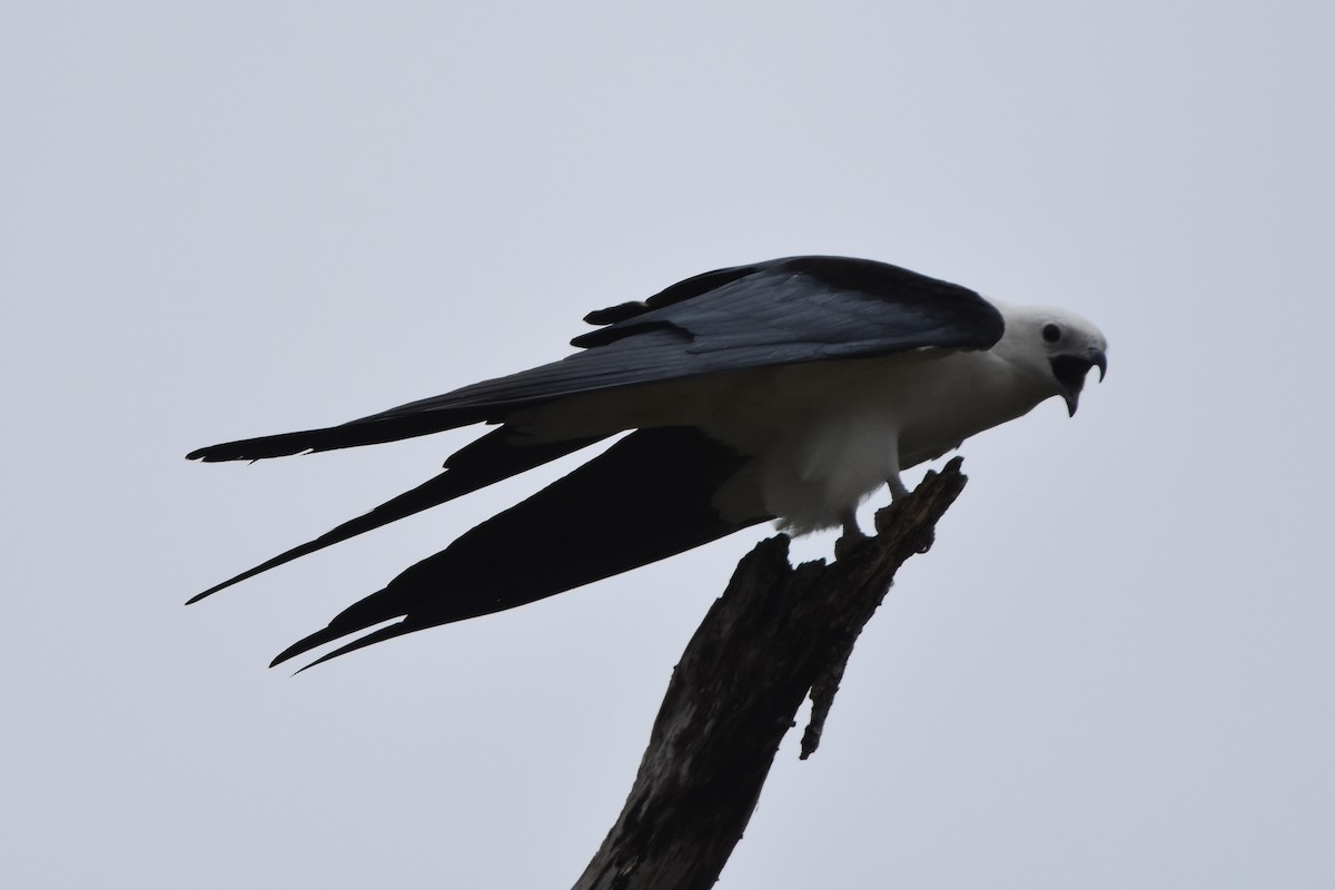 Swallow-tailed Kite - ML616348531