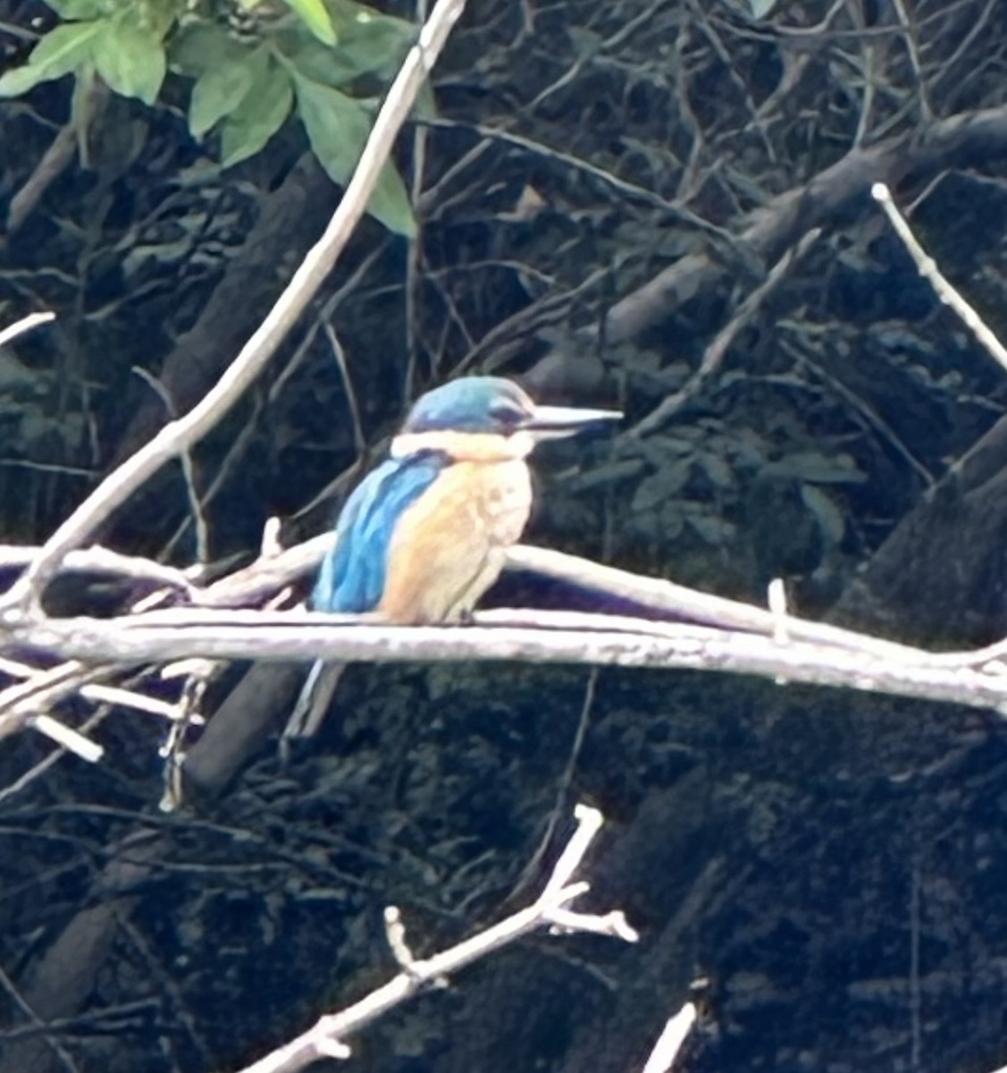 Sacred Kingfisher (Australasian) - ML616348651