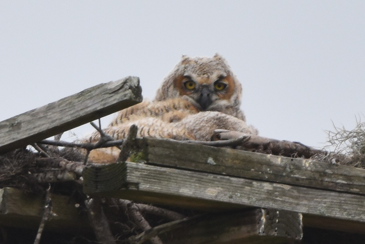Great Horned Owl - ML616348658