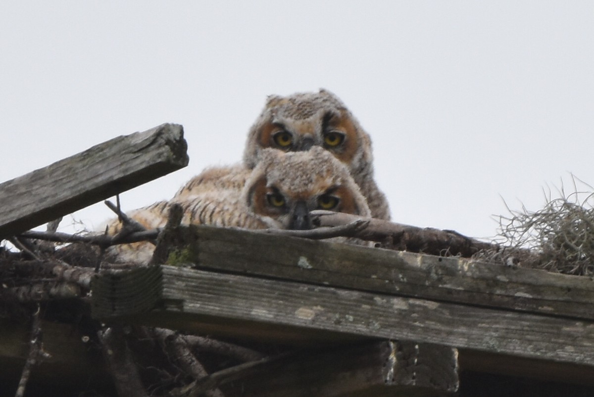 Great Horned Owl - ML616348659