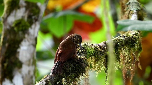 Strong-billed Woodcreeper - ML616348669
