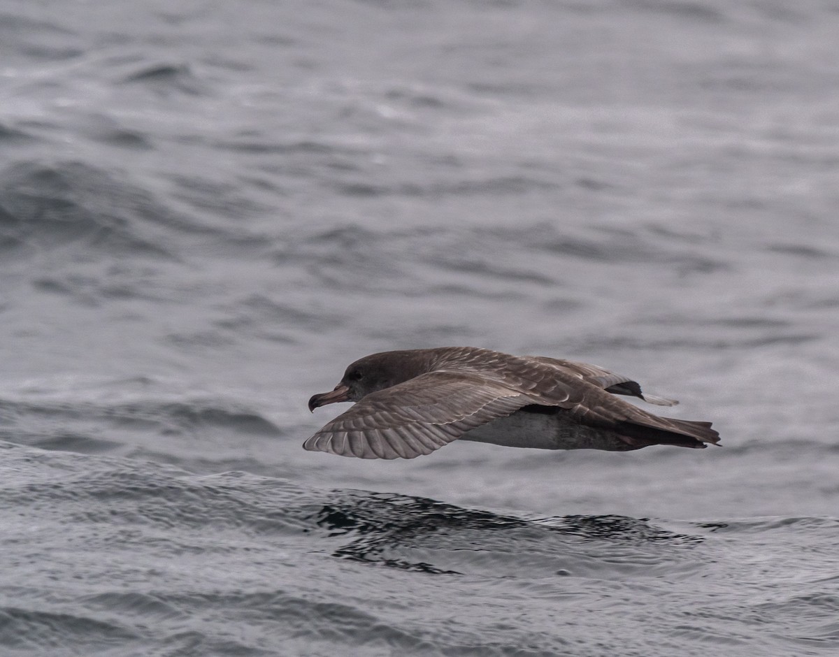Pink-footed Shearwater - ML616348787