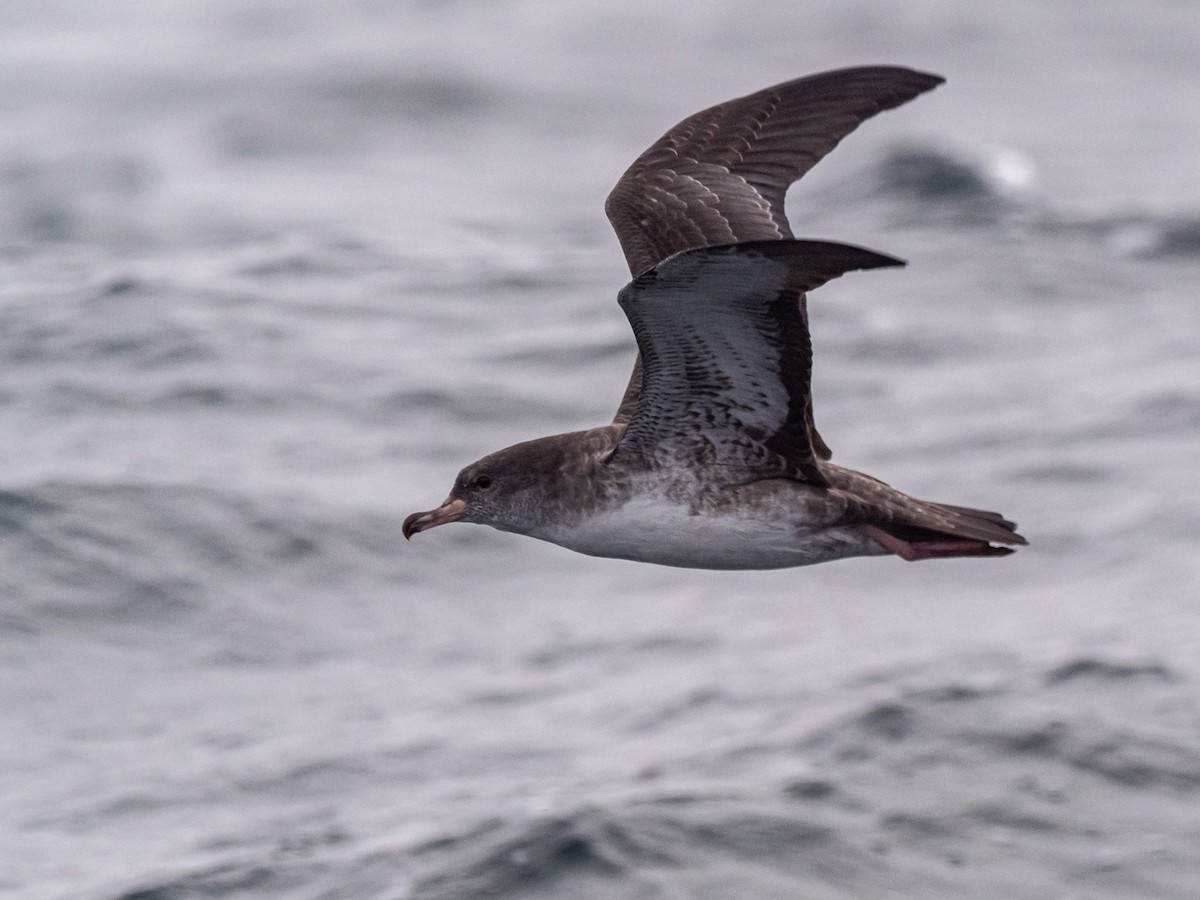 Pink-footed Shearwater - ML616348790