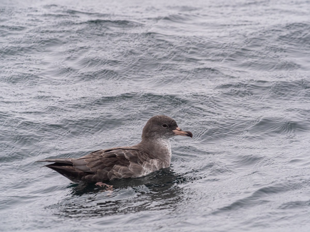 Pink-footed Shearwater - ML616348795