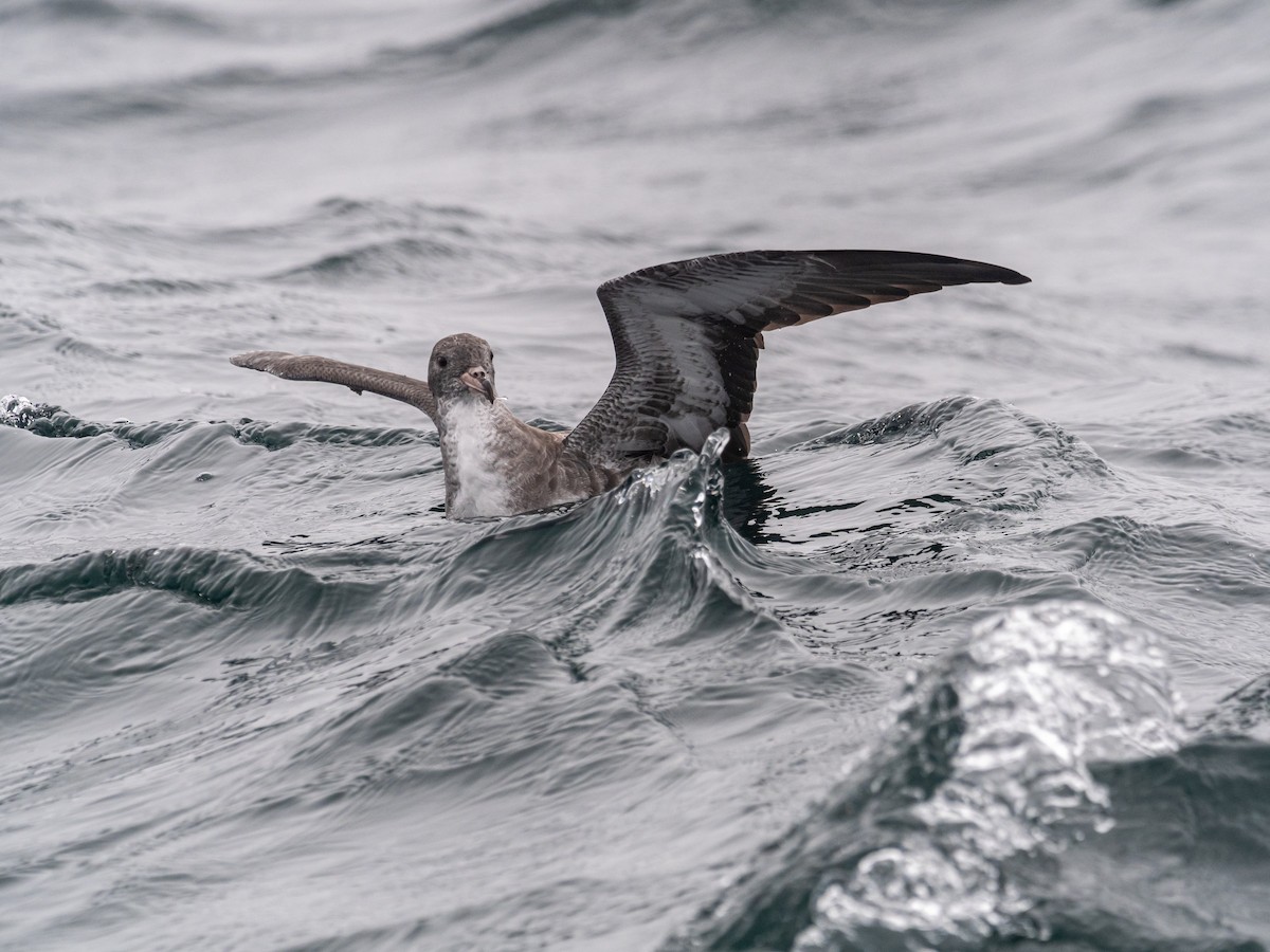 Pink-footed Shearwater - ML616348798