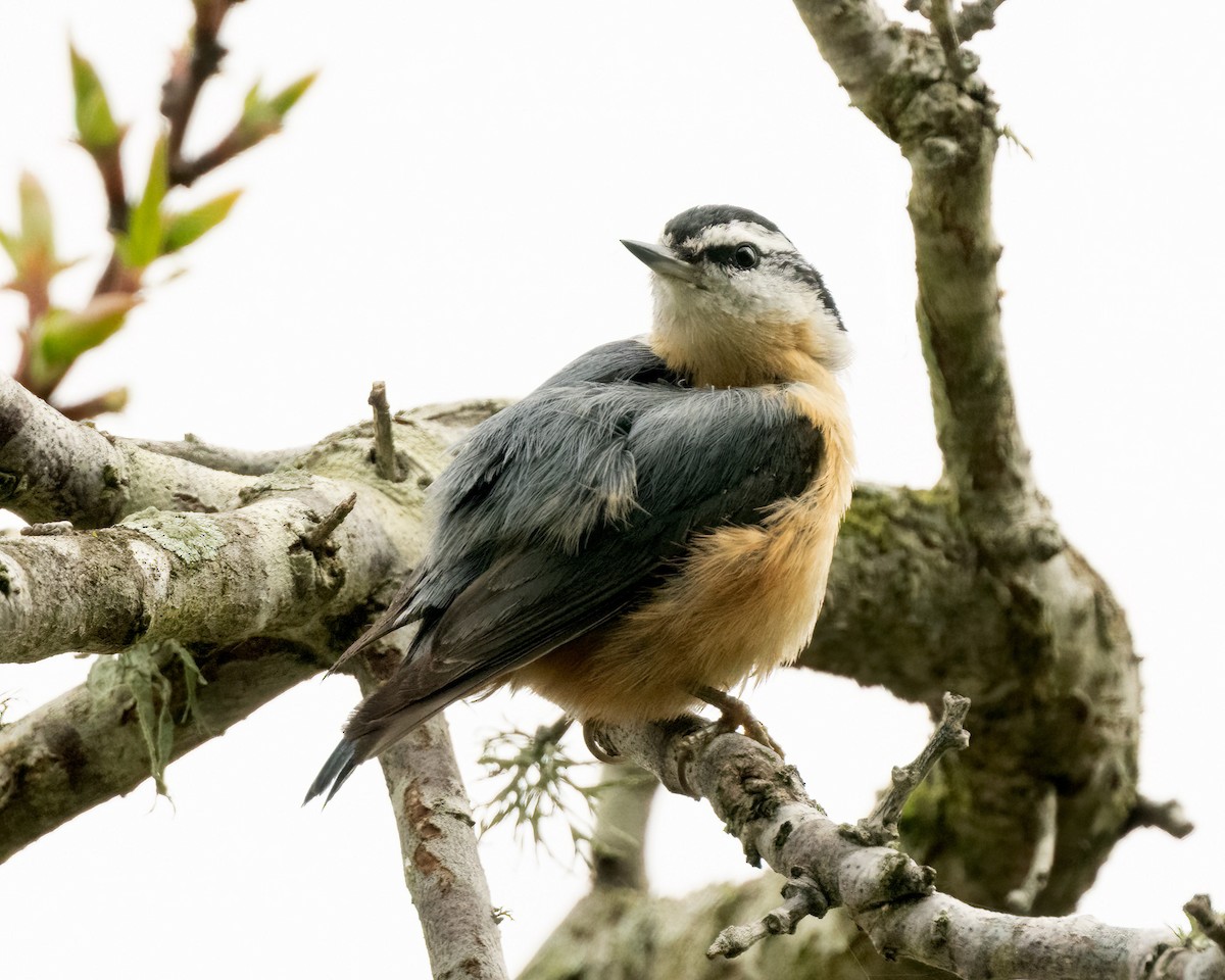 Red-breasted Nuthatch - ML616348950