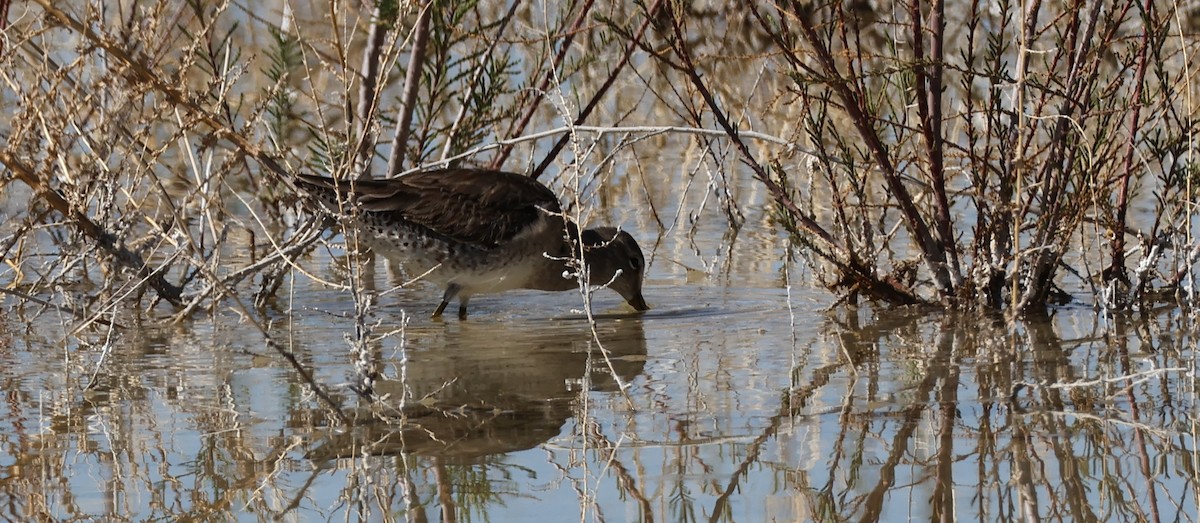 Long-billed Dowitcher - ML616348954