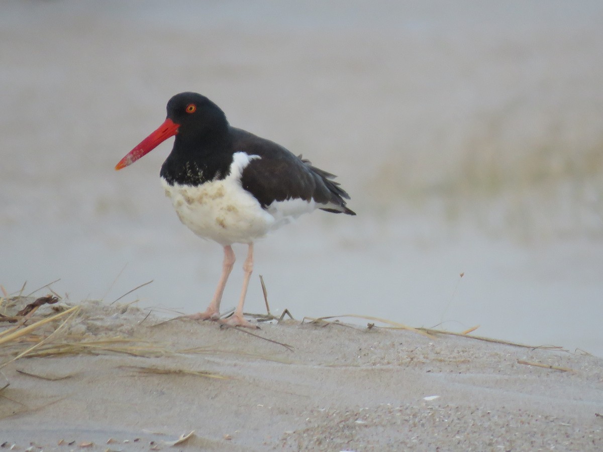 EBird Checklist - 17 Mar 2024 - Edwin B. Forsythe NWR--Holgate (Long ...