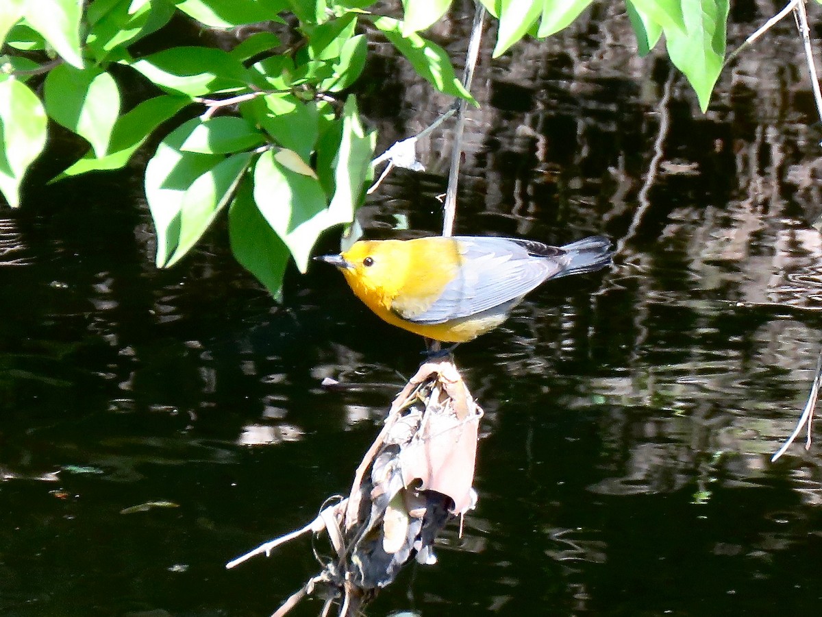 Prothonotary Warbler - ML616349146