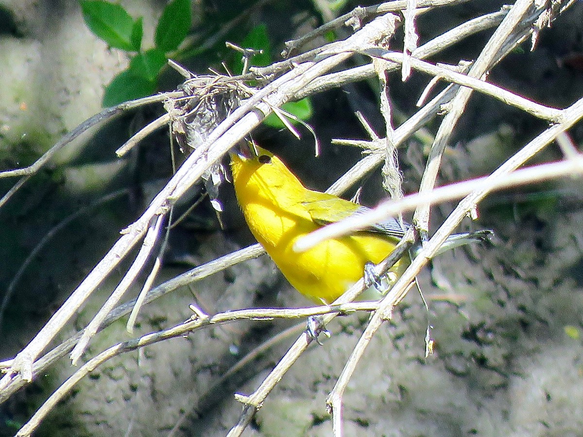 Prothonotary Warbler - ML616349147