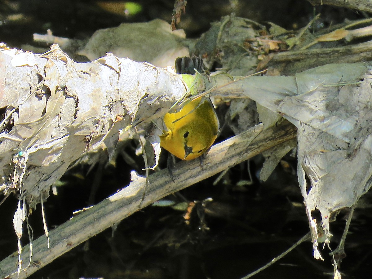 Prothonotary Warbler - ML616349149