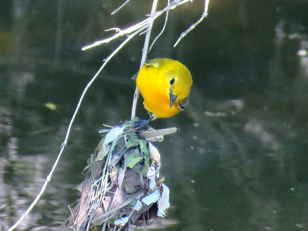 Prothonotary Warbler - ML616349150