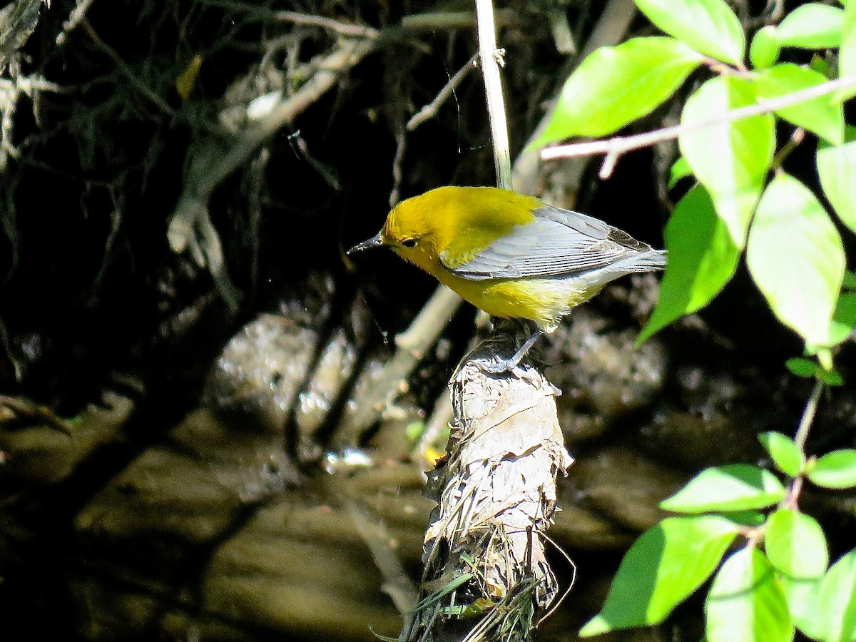 Prothonotary Warbler - ML616349152