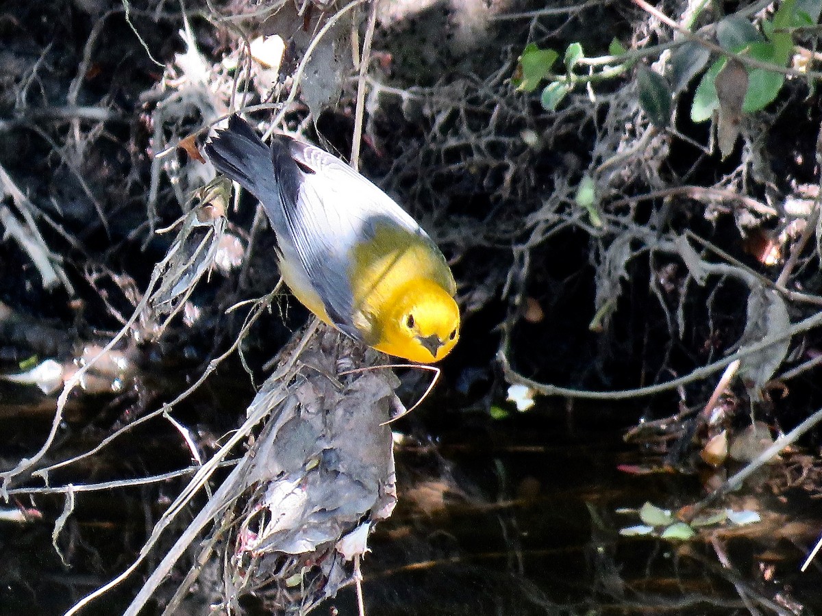 Prothonotary Warbler - ML616349153