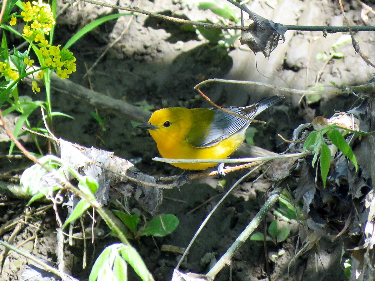 Prothonotary Warbler - ML616349154