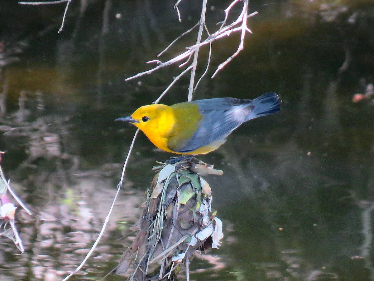 Prothonotary Warbler - ML616349158