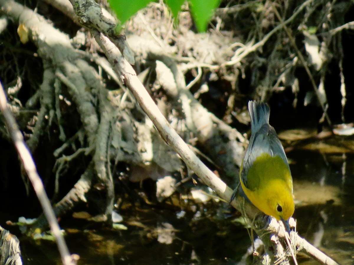 Prothonotary Warbler - ML616349159