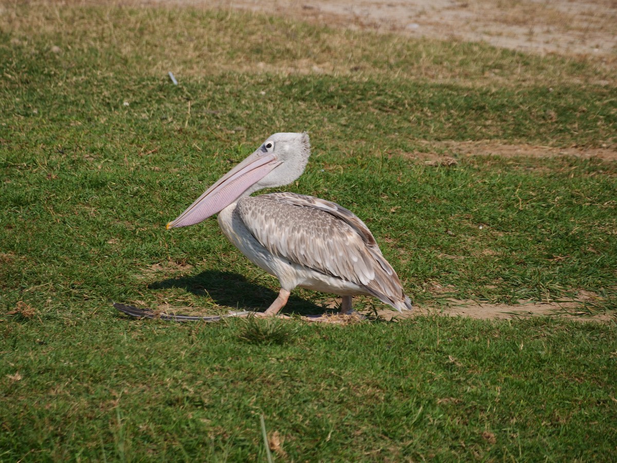 pelikán africký - ML616349202