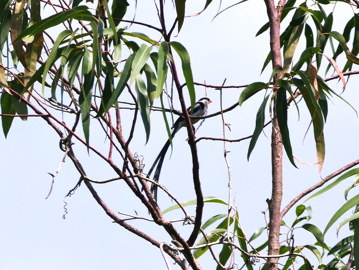 Pin-tailed Whydah - ML616349306