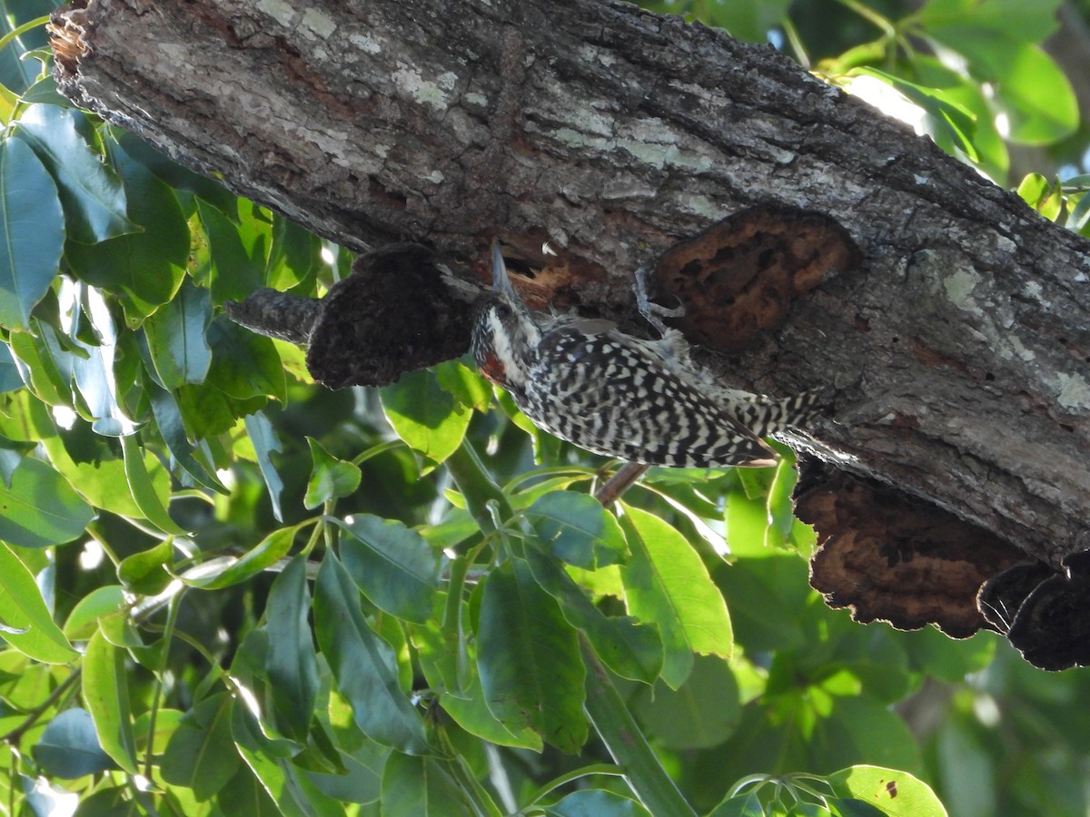 Checkered Woodpecker - Marcos Saldivar Montalbetti CON