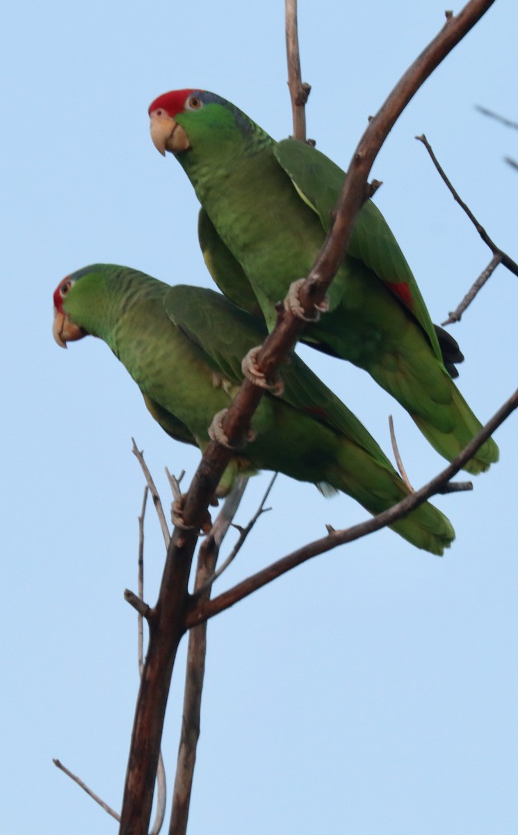 Red-crowned Parrot - ML616349544
