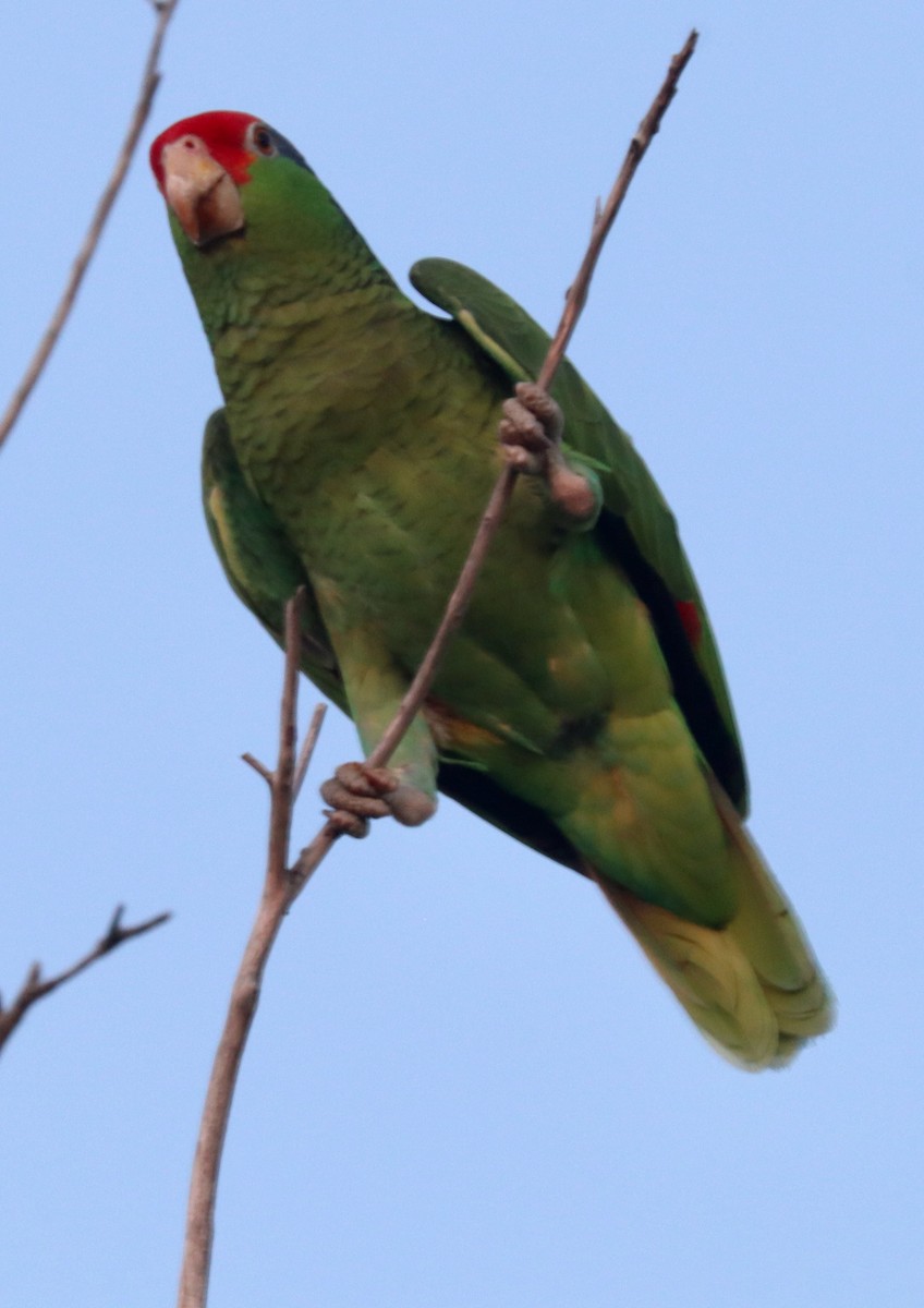 Red-crowned Parrot - ML616349551