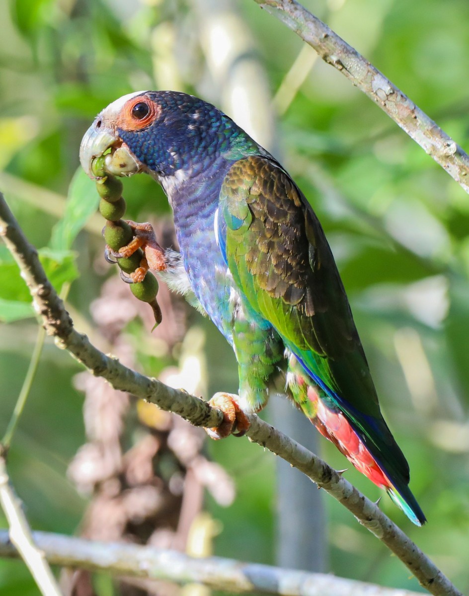 White-crowned Parrot - ML616349619