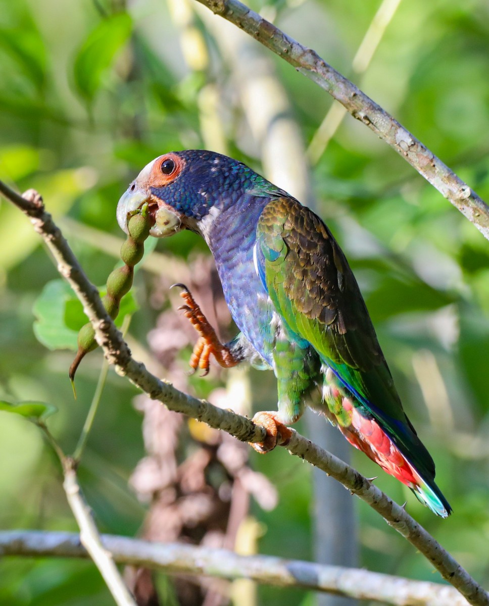 White-crowned Parrot - ML616349620