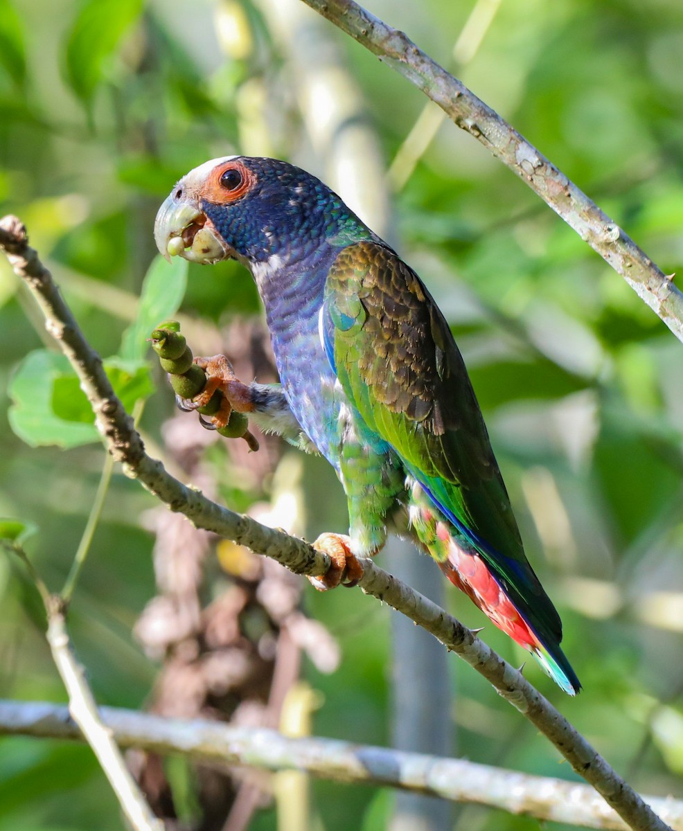 White-crowned Parrot - ML616349621