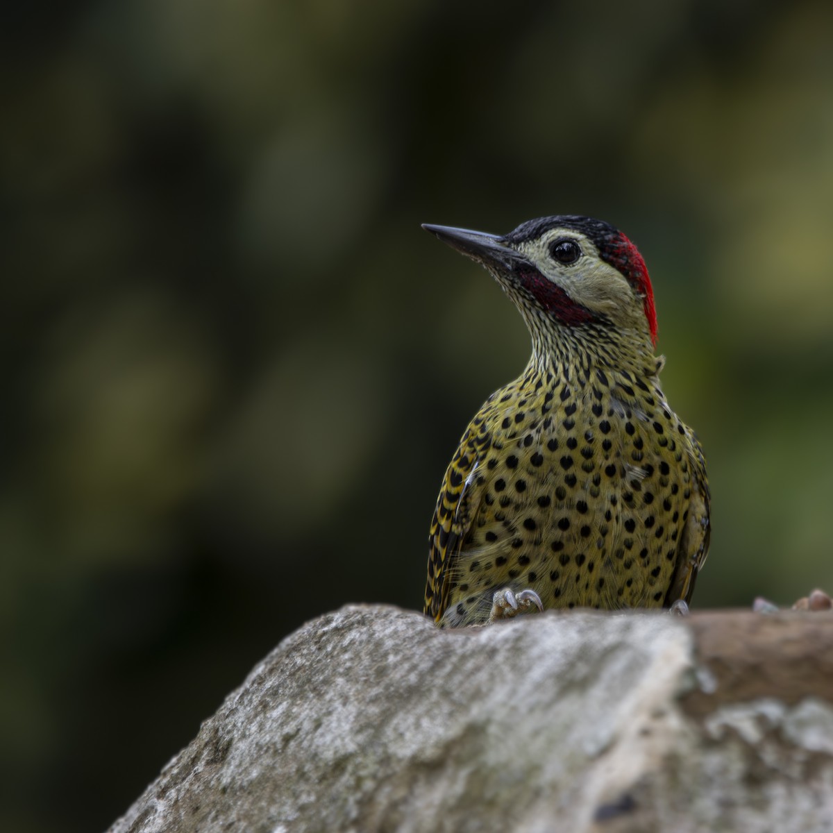 Green-barred Woodpecker - ML616349629
