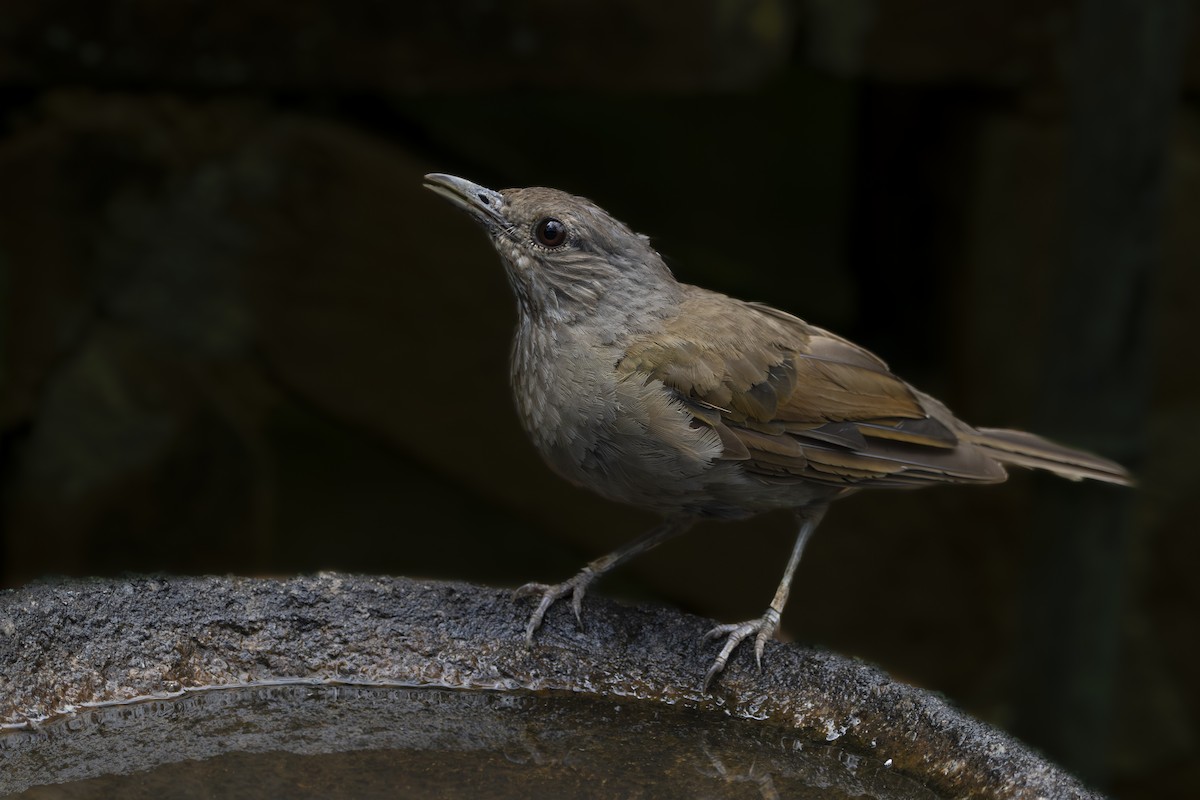 Pale-breasted Thrush - ML616349657
