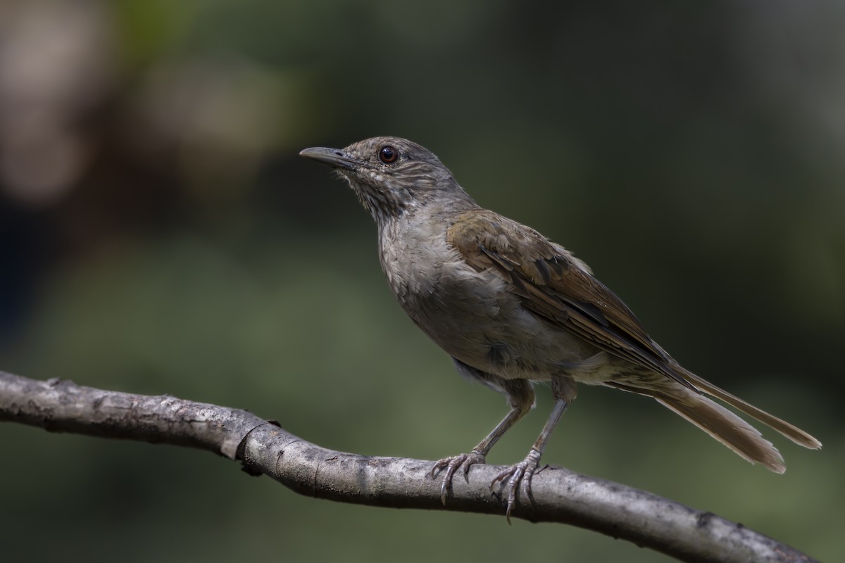 Pale-breasted Thrush - ML616349666
