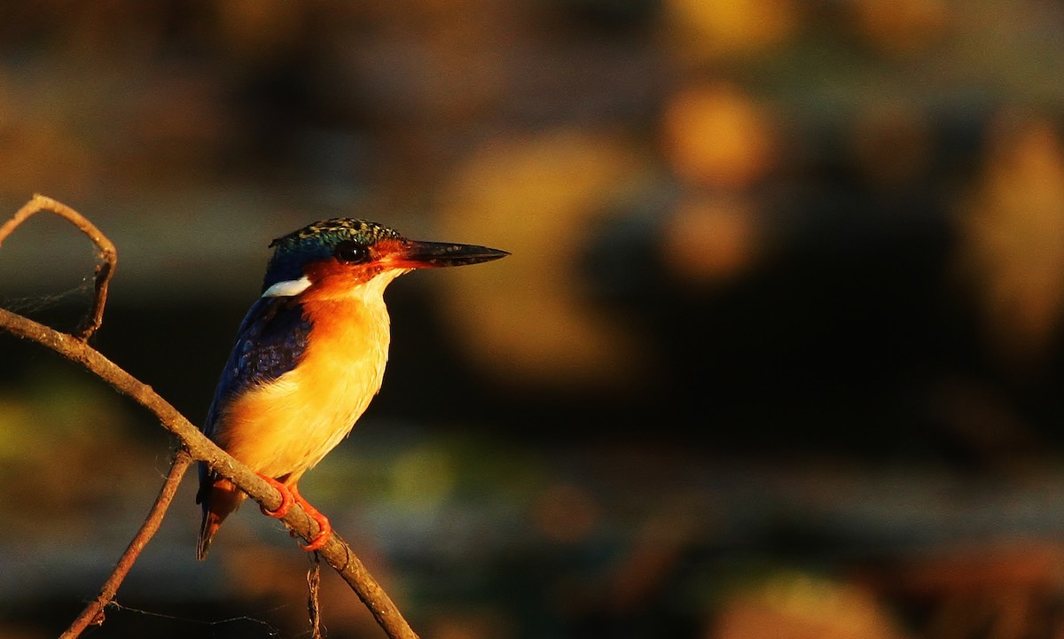 Malagasy Kingfisher - Scott Watson