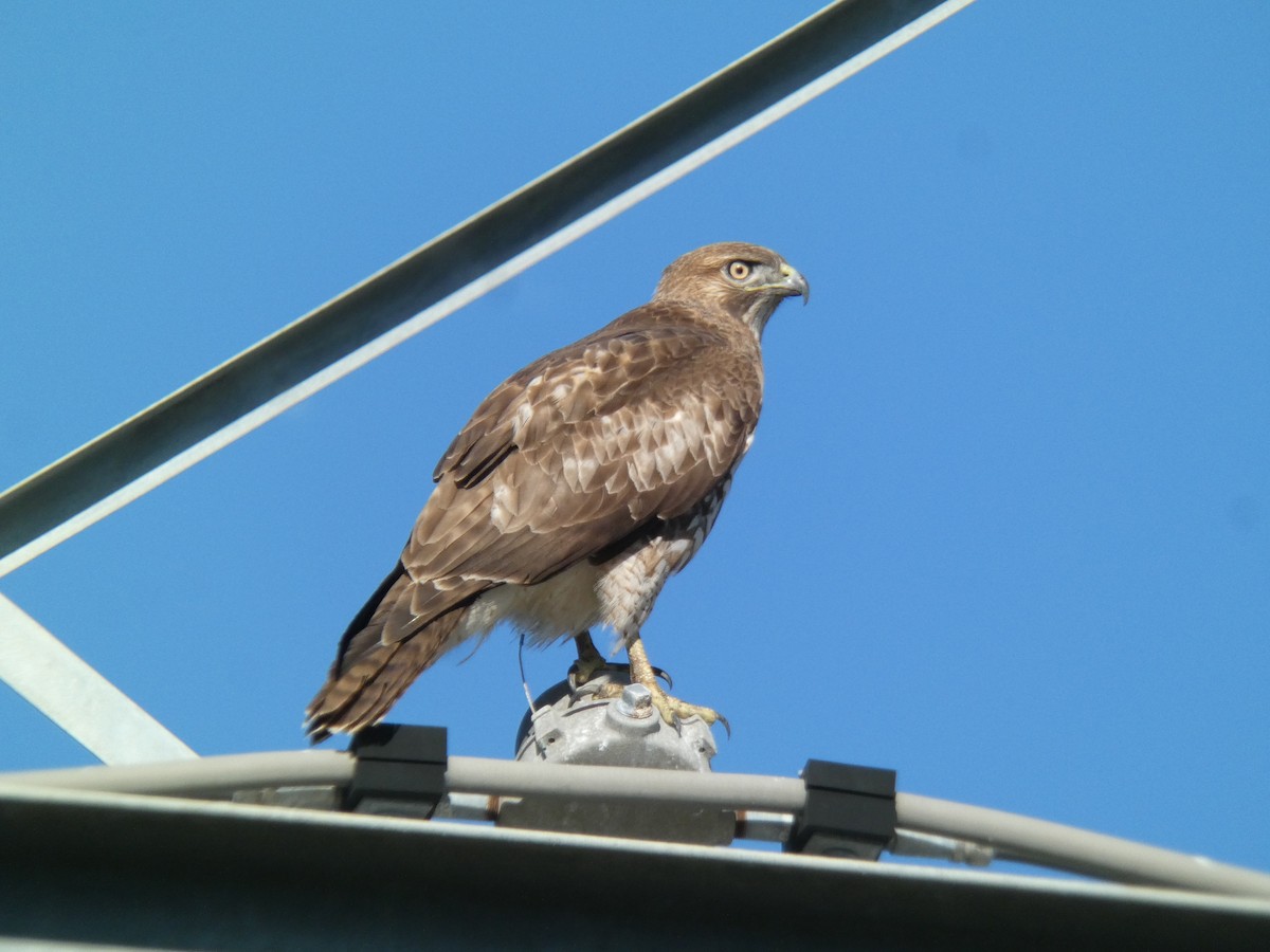 Red-tailed Hawk - Malini Kaushik