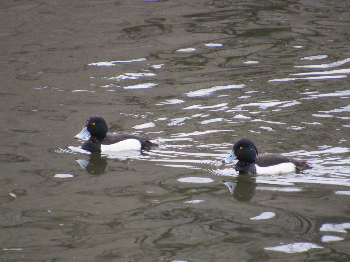 Tufted Duck - ML616349857