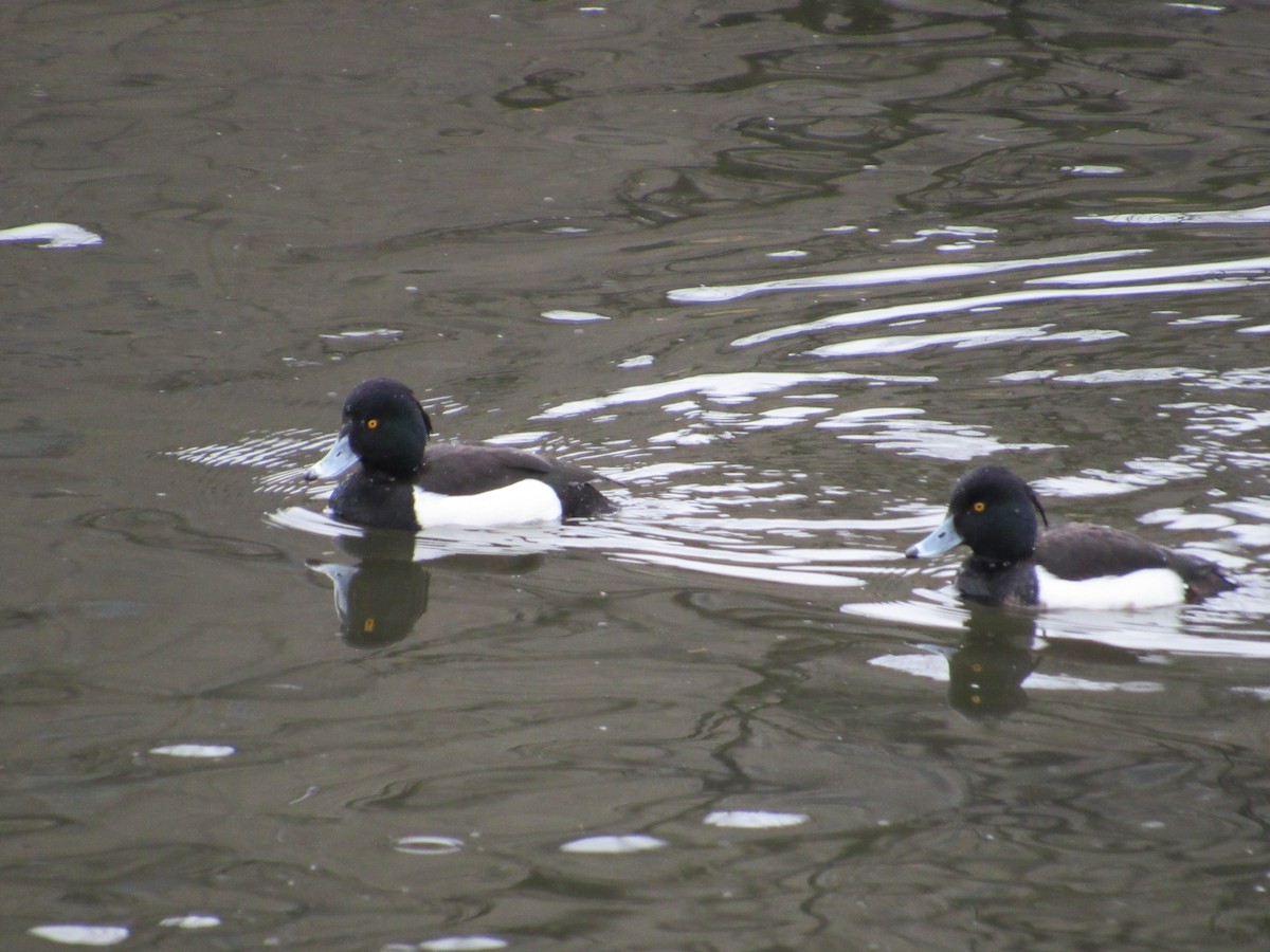 Tufted Duck - ML616349860