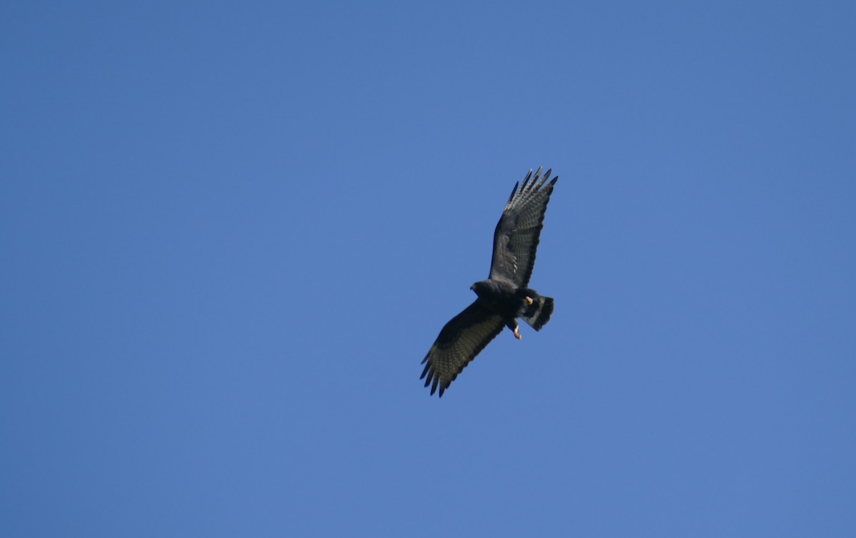 Zone-tailed Hawk - Richard Erickson