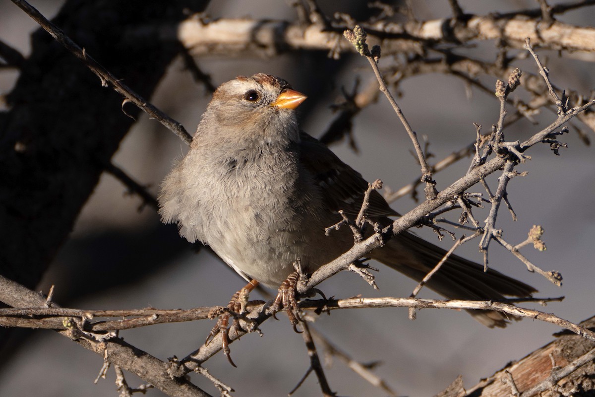 White-crowned Sparrow - ML616349917