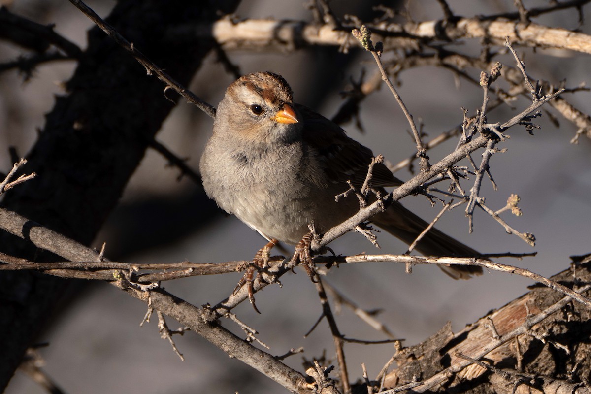 White-crowned Sparrow - ML616349934