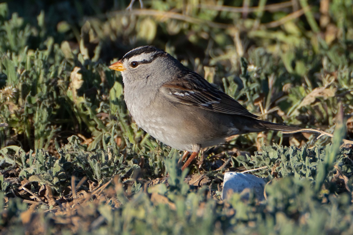 White-crowned Sparrow - ML616349946