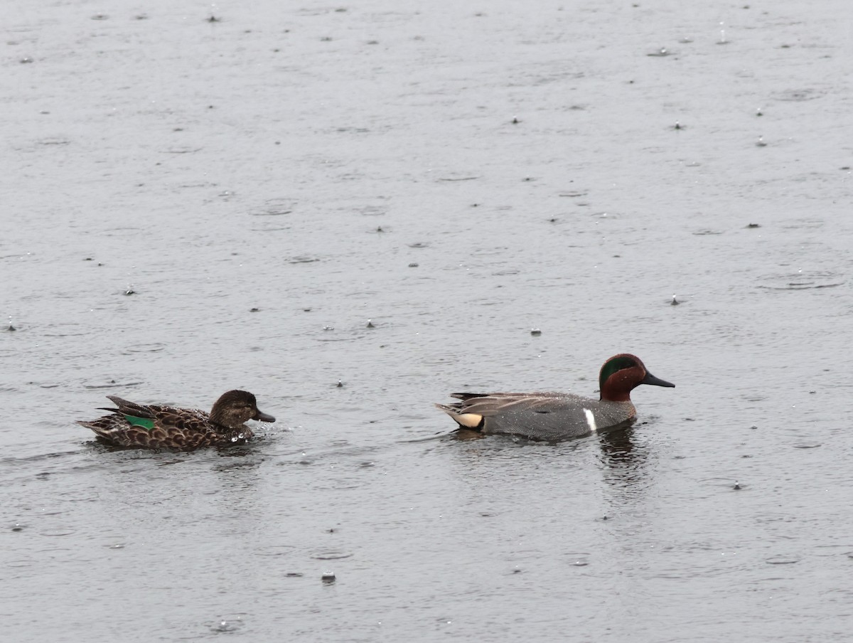 Green-winged Teal - ML616350007