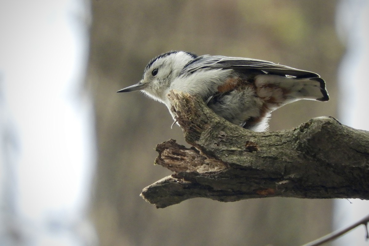 White-breasted Nuthatch - ML616350109