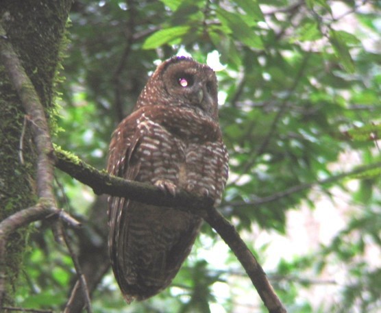 Spotted Owl - Kerry Ross