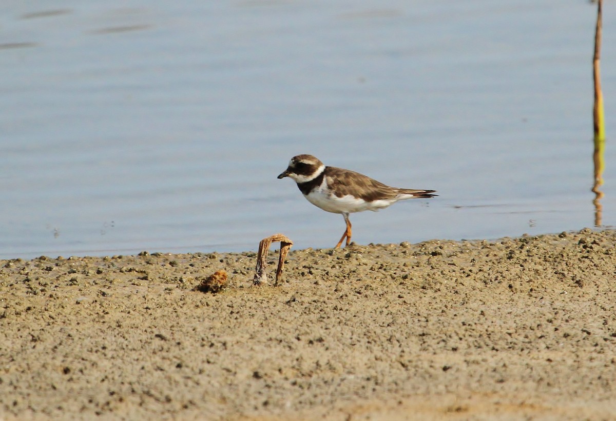Common Ringed Plover - ML616350189