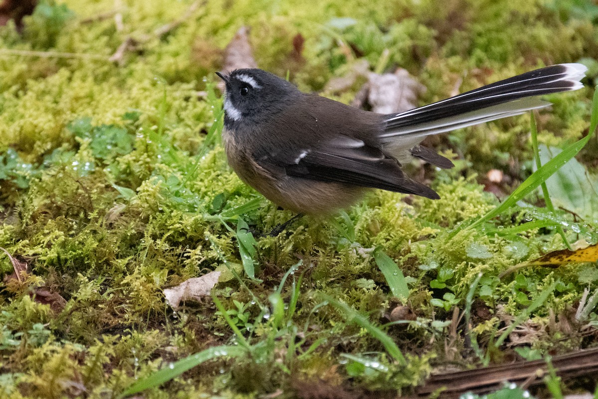 New Zealand Fantail - Peter Rigsbee