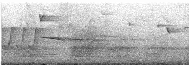 Тиранчик-тонкодзьоб південний - ML616350216